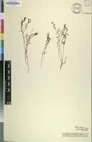 Image result for Zornia capensis