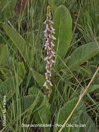 Image result for Disa walleri