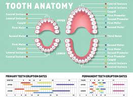 Names Of Teeth In Humans Wiring Diagrams