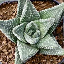Image result for Haworthia limifolia