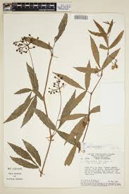 Image result for Cissus cornifolia
