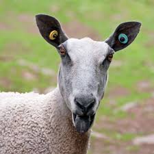 Dominique est bergère, mais ce n'est pas du tout un métier qu'elle avait prévu de faire au départ. Langage Du Mouton Et Comportement Social