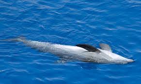 do dolphins float or sink?