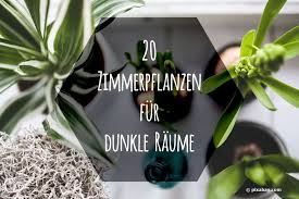 Pflanzen für schattige lagen unter bäumen. Zimmerpflanzen Fur Dunkle Raume 20 Schattenpflanzen Pflanzen A Z