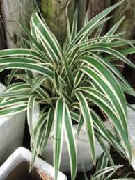 Image result for Chlorophytum africanum