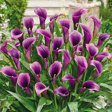The tiger lily can also symbolize wealth. Calla Lily Purple Sensation K Van Bourgondien Wholesale Bulbs