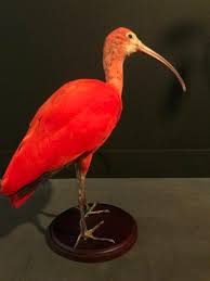 We werken met 5 gediplomeerde preparateurs. Special Taxidermy Red Ibis Beast Interiors