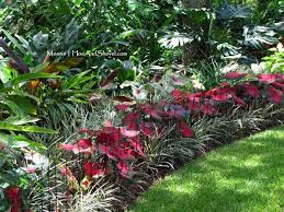 Hoe And Shovel The Stars Of Summer Tropical Landscape Design Shade Plants Tropical Garden Design