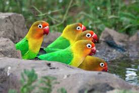 Text messages welcomed up to 9:00 pm eastern time. Fisher Lovebirds Breeder For Sale Personality Food Care