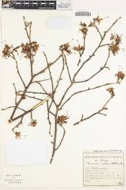 Image result for Turraea nilotica