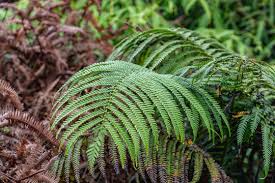 Image result for Blechnaceae