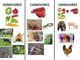 We eat meat and plant for survival and proper nutrition. Herbivores Carnivores Omnivores Carnivores Herbivores Omnivores Omnivorous Animals Herbivores