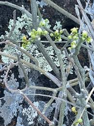 Image result for Cynanchum gerrardii