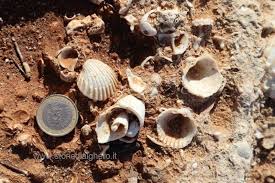Scarica subito la foto conchiglie fossili macro di texture. La Spiaggia Fossile Di Alghero Storie Di Alghero