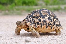 Häufig sind es interessenten, die sich noch nicht lange mit der haltung dieser faszinierenden reptilien auseinandersetzen und der meinung sind, dass kleine schildkröten wenig platz benötigen und leicht zu pflegen sind. Schildkroten Haustierseiten