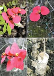 Image result for Euphorbia schimperiana