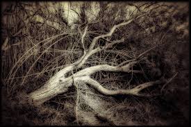 Le médecin refuse de céder à l'émotion et s'est par ailleurs défendu de toute accusation de complotisme. Arbre Mort Photo Et Image Arbres Nature Images Fotocommunity