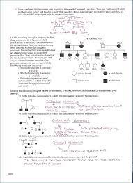 Pedigrees are used primarily by genetic counselors when helping couples decide to have. Pedigree Worksheet Answer Key Promotiontablecovers