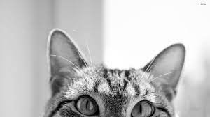 Hipster Cat Hipster Cat Desktop Backgrounds Cat Wallpaper Hipster Cat Wallpaper Cat Background Cats