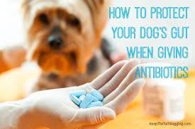 How To Protect Your Dog S Gut When Giving Antibiotics Keep The Tail Wagging