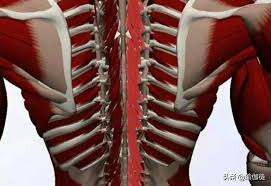 The superficial and intermediate muscles do not develop in the back, and are classified as extrinsic muscles. Deep Muscles Of The Back Multifidus Yoga Can Deepen It And Reduce Lower Back Pain Daydaynews