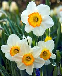 Narcissus Flower Record Lightly Fragrant Flower Record Has Beautiful White Petals With Yellow Bases And A C Narcissus Flower Narcissus Flower Tattoos Daffodils