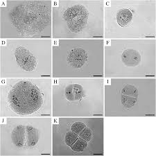 Image result for Cynodon nlemfuensis