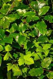 Image result for Salacia orientalis