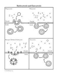 Endocytosis And Exocytosis Coloring Page And Application Questions Teaching Biology Biology Classroom Biology Worksheet