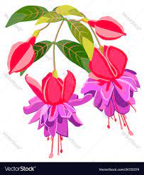 Exotic Flower Fuchsia Royalty Free Vector Image