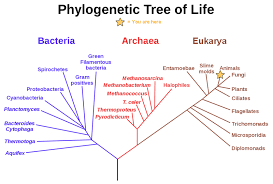 12 1 Organizing Life On Earth Biology Libretexts
