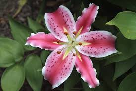 Maybe you would like to learn more about one of these? Cuidados Del Lilium Oriental Jardineria On