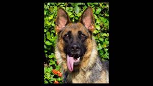 They have been raised around cows, chickens, horses, and their parents are both akc registered, pups are not. Imported German Shepherd Dogs Working Show Line Akc German Shepherd Breeder Gs Puppies For Sale Youtube