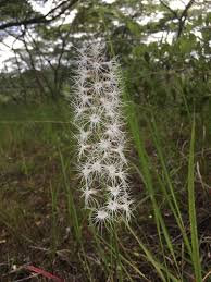 Image result for Holothrix longiflora