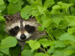 Creatures such as rabbits and squirrels love to eat the bulbs or simply dig build an enclosure around your flower beds to stop animals like rabbits. Thwarting Raccoons In The Garden Hgtv
