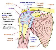 The tendons of the rotator cuff are the next layer in the shoulder the human shoulder is made up of three bones: Shoulder Impingement Syndrome Wikipedia