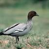 The ducklings will fledge the nest early in life and begin their learning journey with the mother which teaches them to feed on seeds,insects, and grasses. Https Encrypted Tbn0 Gstatic Com Images Q Tbn And9gctbdqarzyarid2gg970khwuzamrsdhakvjrhs1w6y8lua6 Brx1 Usqp Cau