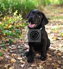 Der golden retriever wurde gezüchtet, um ein folgsamer und leichtführiger hund zu sein, der als apportierhund. Schwarzer Labrador Retriever Welpen Leinwandbilder Bilder Juli Hof Retriever Myloview De