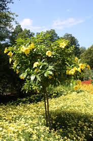 Image result for Allamanda
