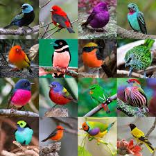Names Birds That Start With Q Facebook Pretty Birds Colorful Birds Beautiful Birds