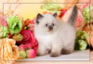 Himalayan Kittens For Sale - Doll Face Persian ...