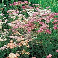 Yarrow Achillea N White Flower Farm Landscaping With Rocks Achillea