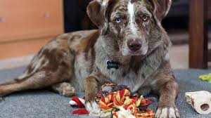 Most importantly, when introducing all of these new experiences to your puppy, make sure he's getting. Sdit Socialization Checklist Anything Pawsable