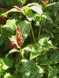 Image result for Sanchezia speciosa