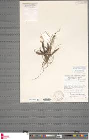 Image result for Ancistrorhynchus tenuicaulis