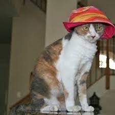 Featuring a moisture wicking sweatband for those hot and sunny days. Cats In Bucket Hats On Twitter Cat In A Bucket Hat Http T Co Ukvwqnadhv