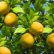 We did not find results for: Lemon Trees On Sale Online In Ireland Best Price Fruit Trees