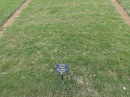 We offer more than 30 different varieties of sod and stolons, grown locally at our phoenix area arizona sod farms, serving phoenix sod, scottsdale sod, tempe sod, tucson sod, delivering to nearly every corner of the state; Keeping Bermuda Green Tucson Com