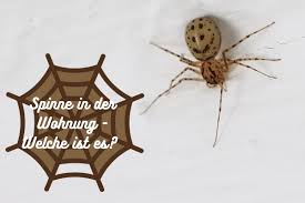 Tagsüber sind die meisten schlicht nicht zu hause, sondern auf arbeit. Welche Spinne Habe Ich In Meiner Wohnung Gartenlexikon De