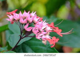 Image result for Clerodendrum umbellatum